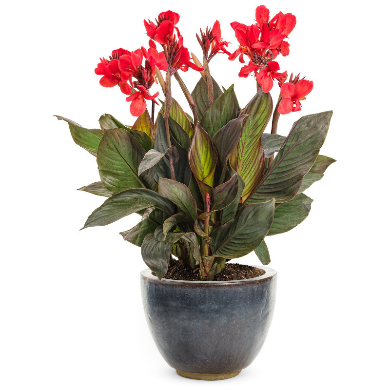 Proven Winners Toucan Canna Lily - Thumbnail 3