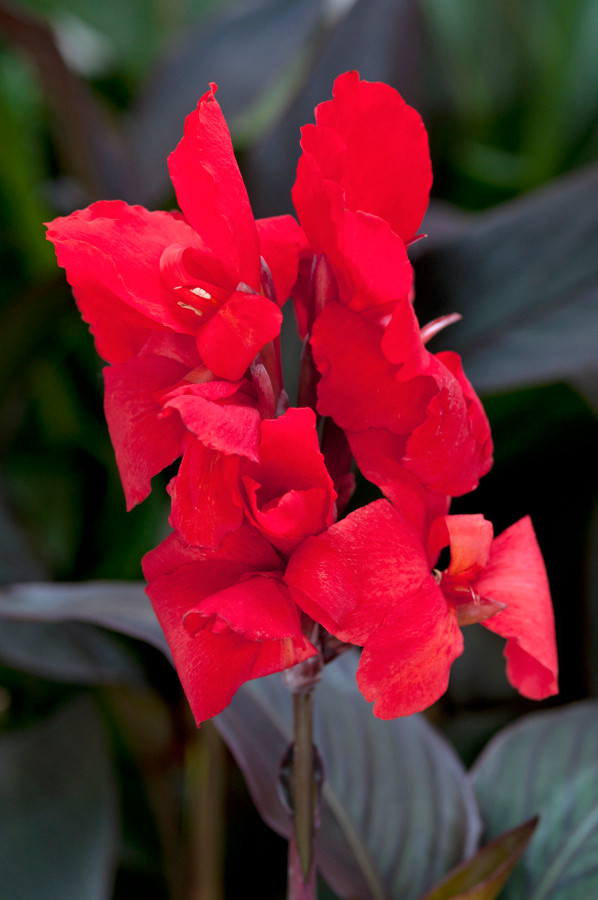 Proven Winners Toucan Canna Lily - Thumbnail 4