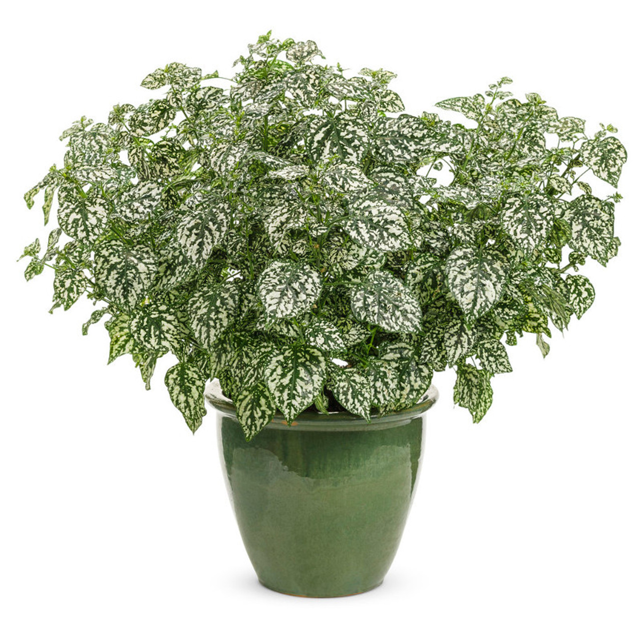 Hippo® White Polka Dot Plant | Plant Addicts