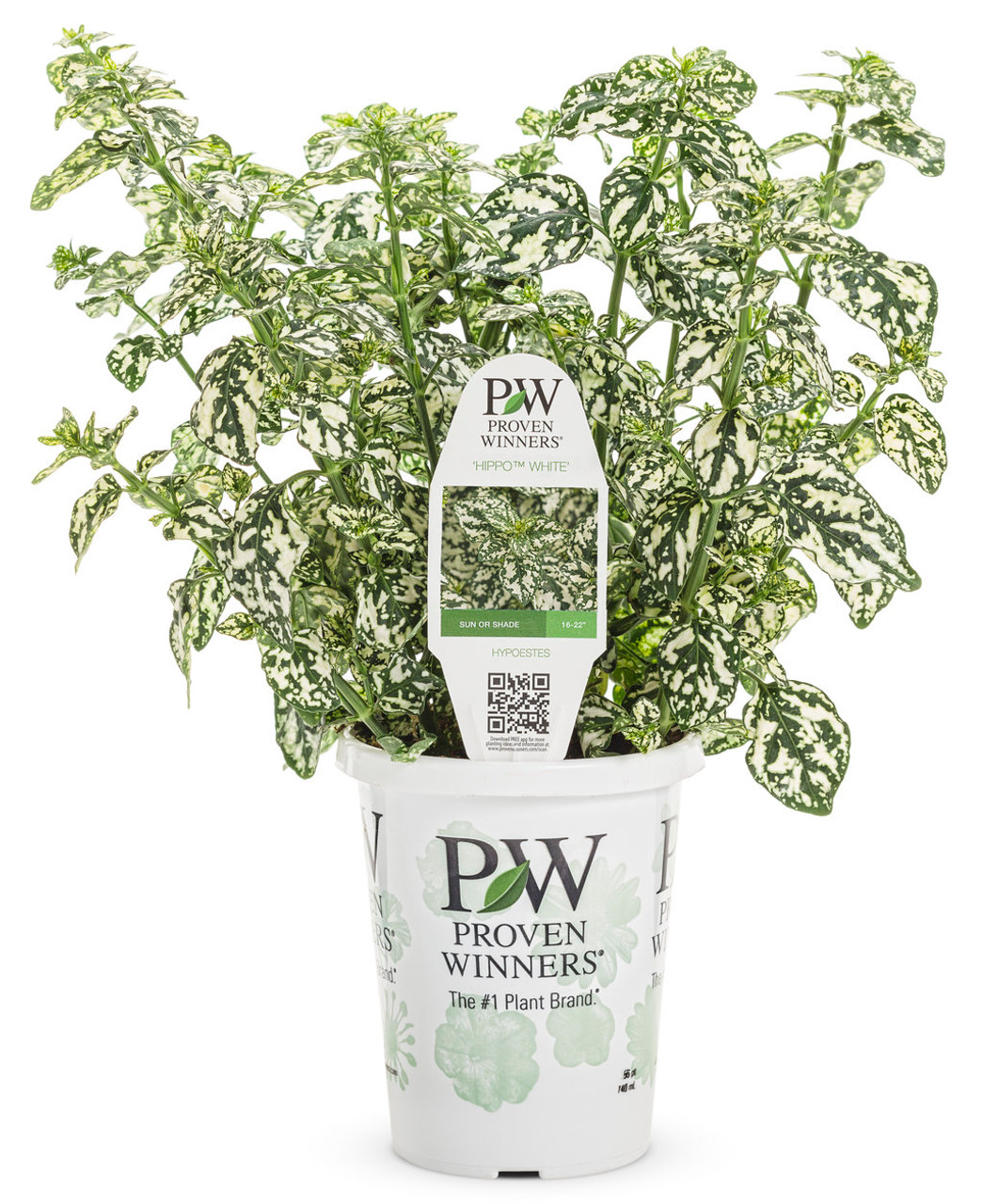 Hippo® White Polka Dot Plant | Plant Addicts
