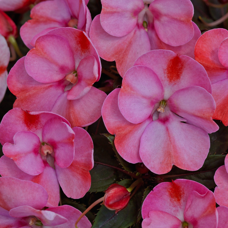 Proven Winners SunPatiens Impatiens - Thumbnail 3