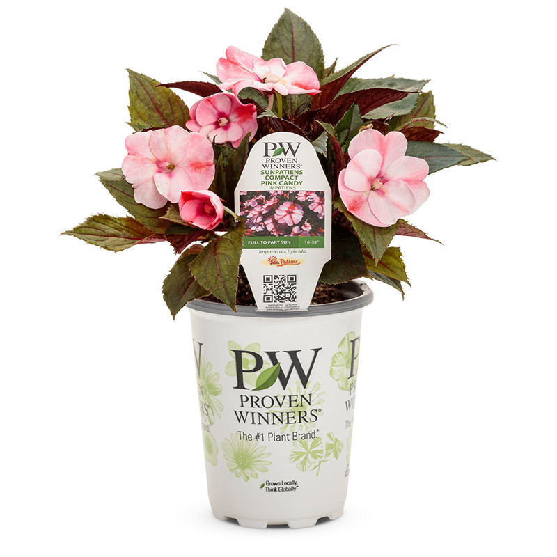 Proven Winners SunPatiens Impatiens - Thumbnail 4