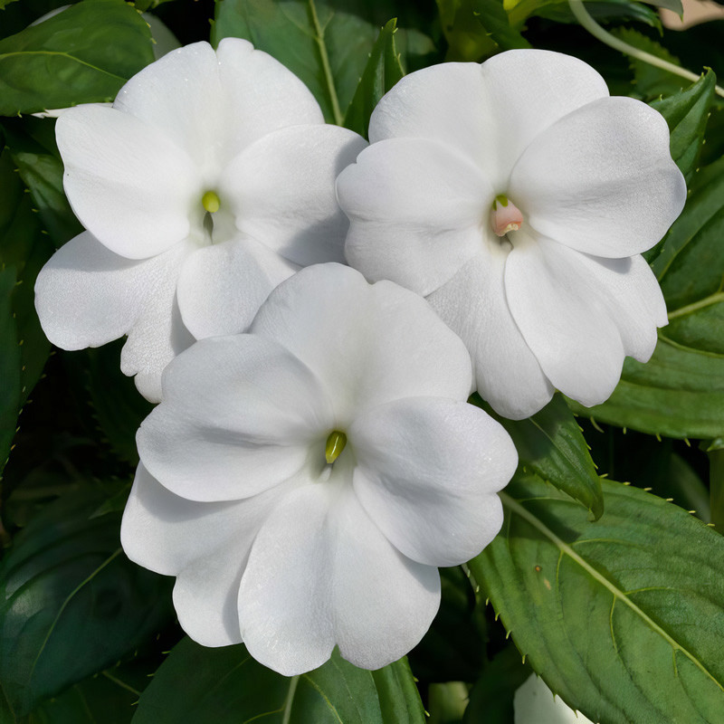 Proven Winners SunPatiens Impatiens - Thumbnail 4
