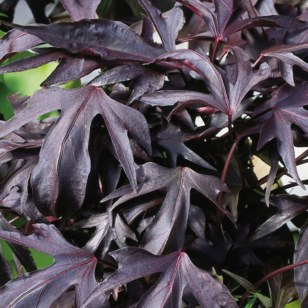 Proven Accents Illusion Midnight Lace Sweet Potato Vine Plant Addicts