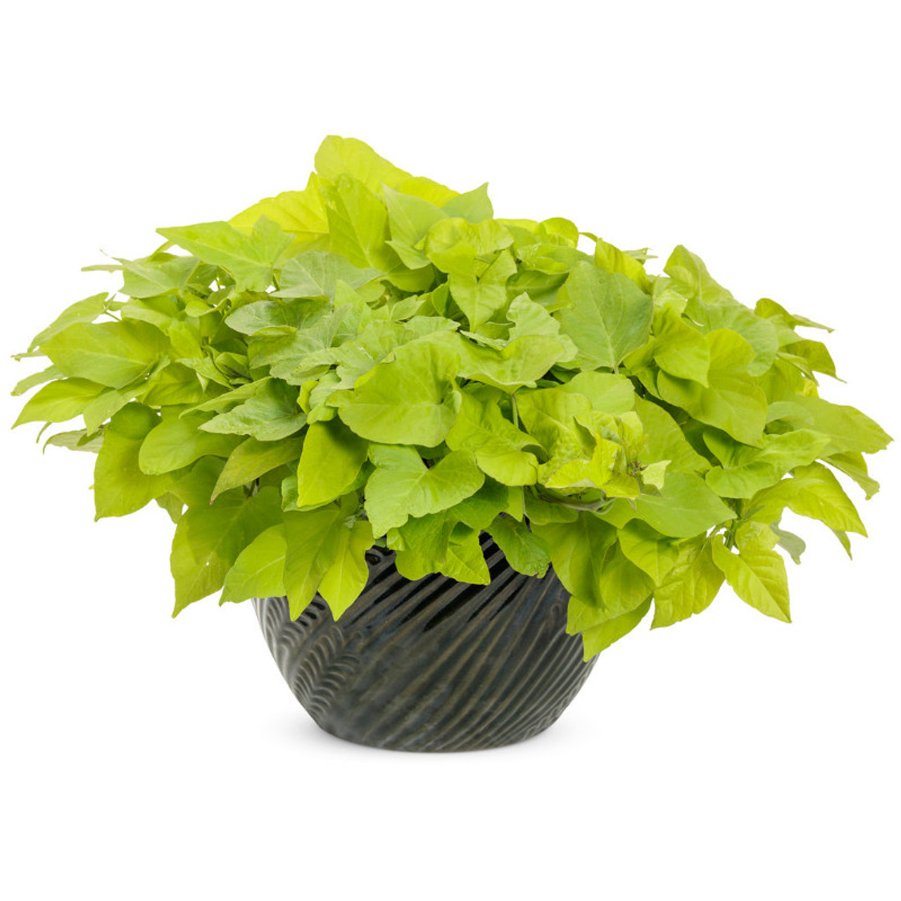 Proven Accents Margarita Sweet Potato Vine Plant Addicts Proven Accents Margarita Sweet Potato Vine Plant Addicts