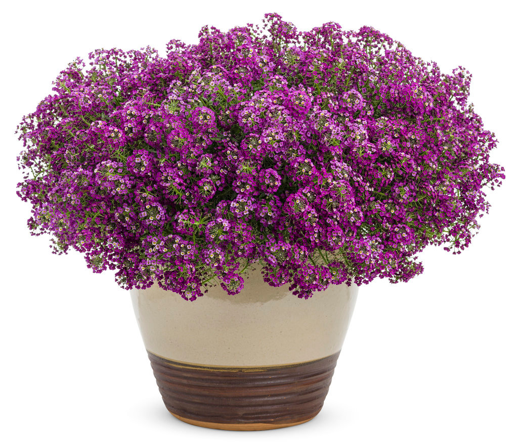 Proven Winners Sweet Alyssum - Thumbnail 3