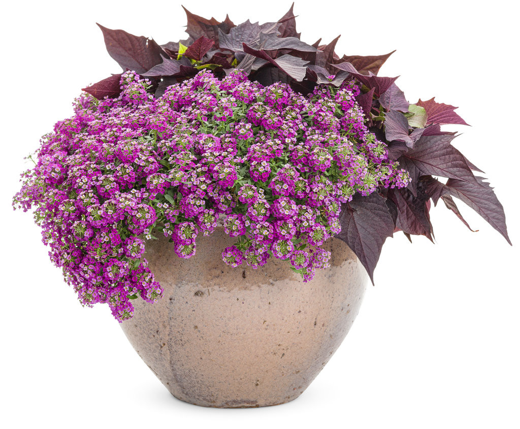 Proven Winners Sweet Alyssum - Thumbnail 4