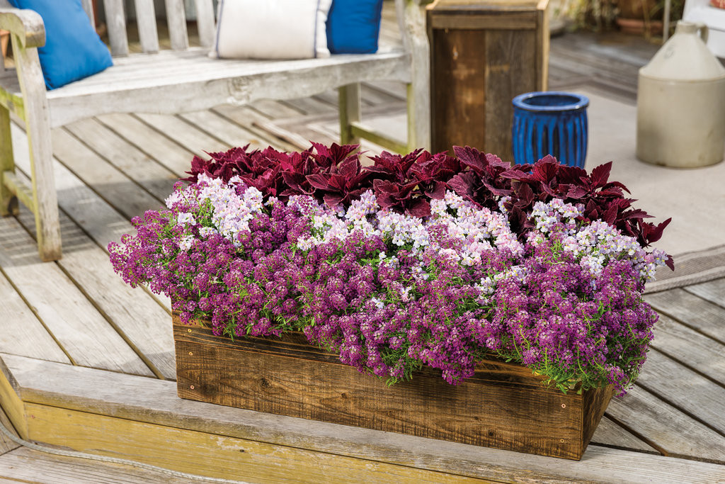 Proven Winners Sweet Alyssum - Thumbnail 5