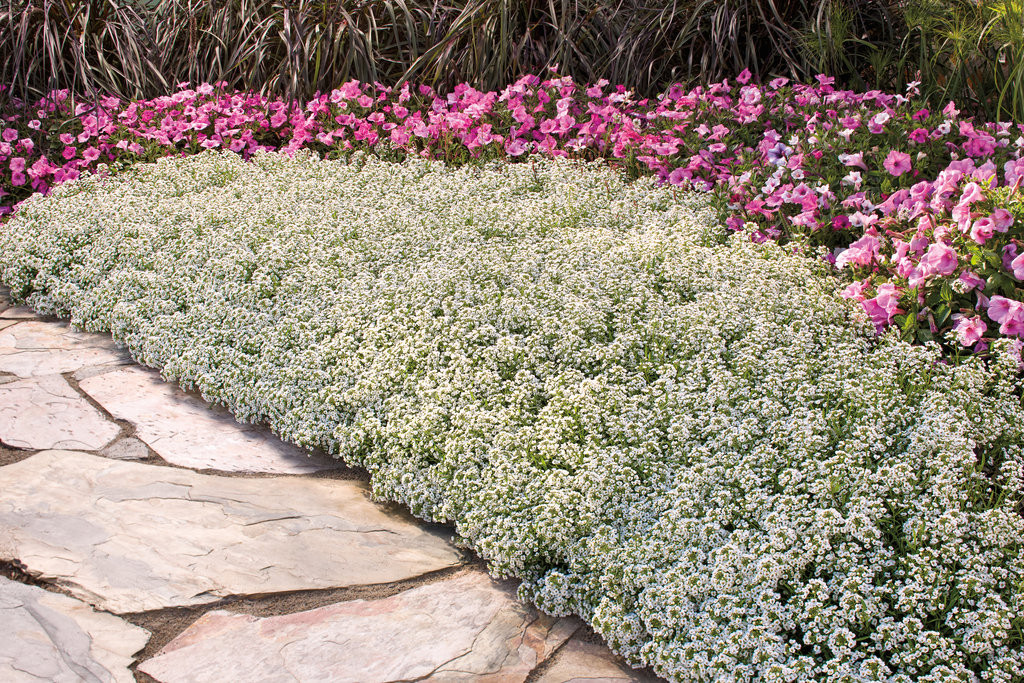 Sweet Alyssum - Thumbnail 2