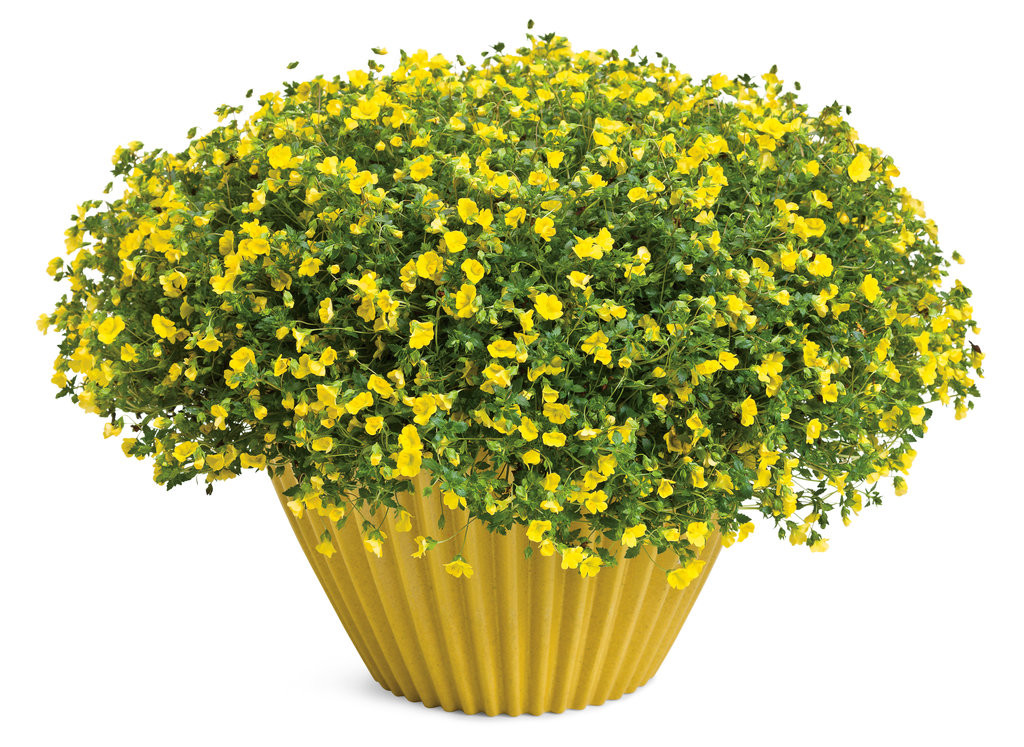 Mecardonia hybrid 'GoldDust'