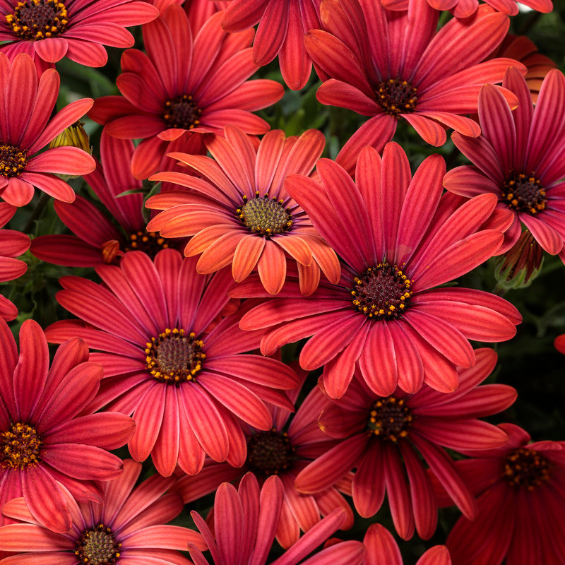 Bright Lights Red African Daisy | Plant Addicts