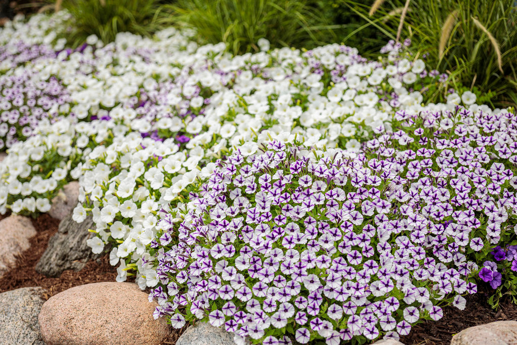 Supertunia Mini Vista® Violet Star Petunia | Plant Addicts
