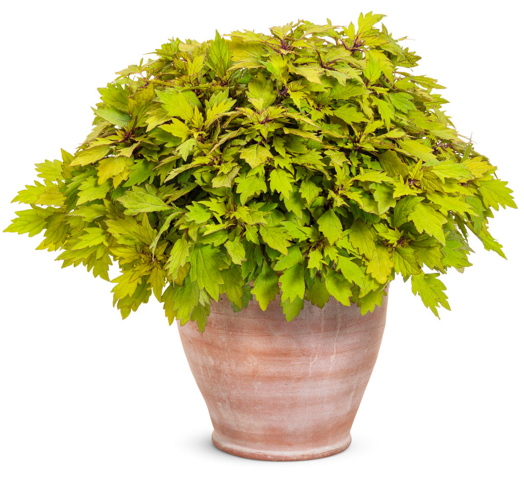 ColorBlaze Royale Pineapple Brandy Coleus - Thumbnail 4