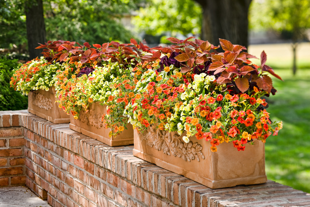 ColorBlaze® Sedona Sunset® Coleus | Plant Addicts