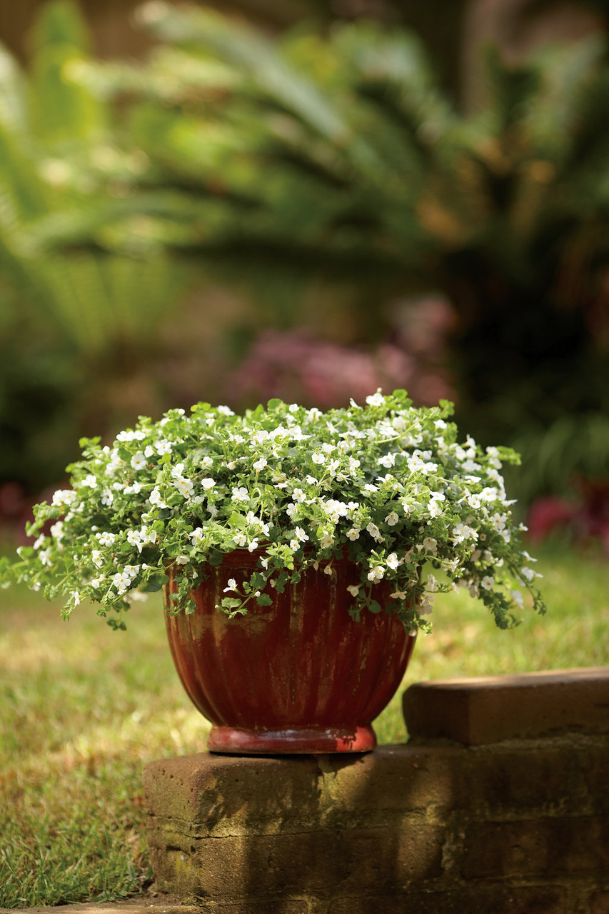 Snowstorm® Giant Snowflake® Bacopa | Plant Addicts