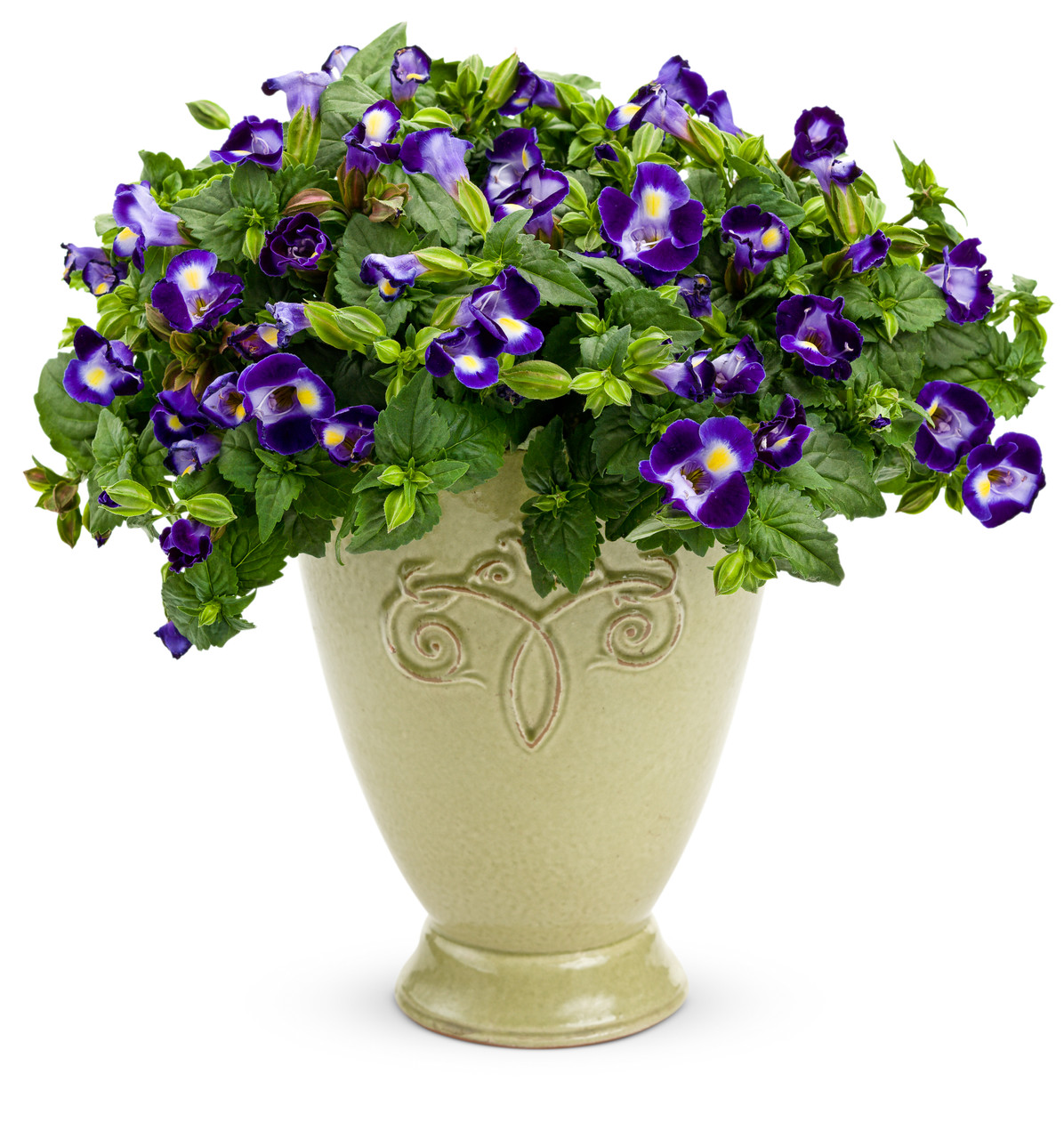 Catalina® Midnight Blue Wishbone Flower | Plant Addicts