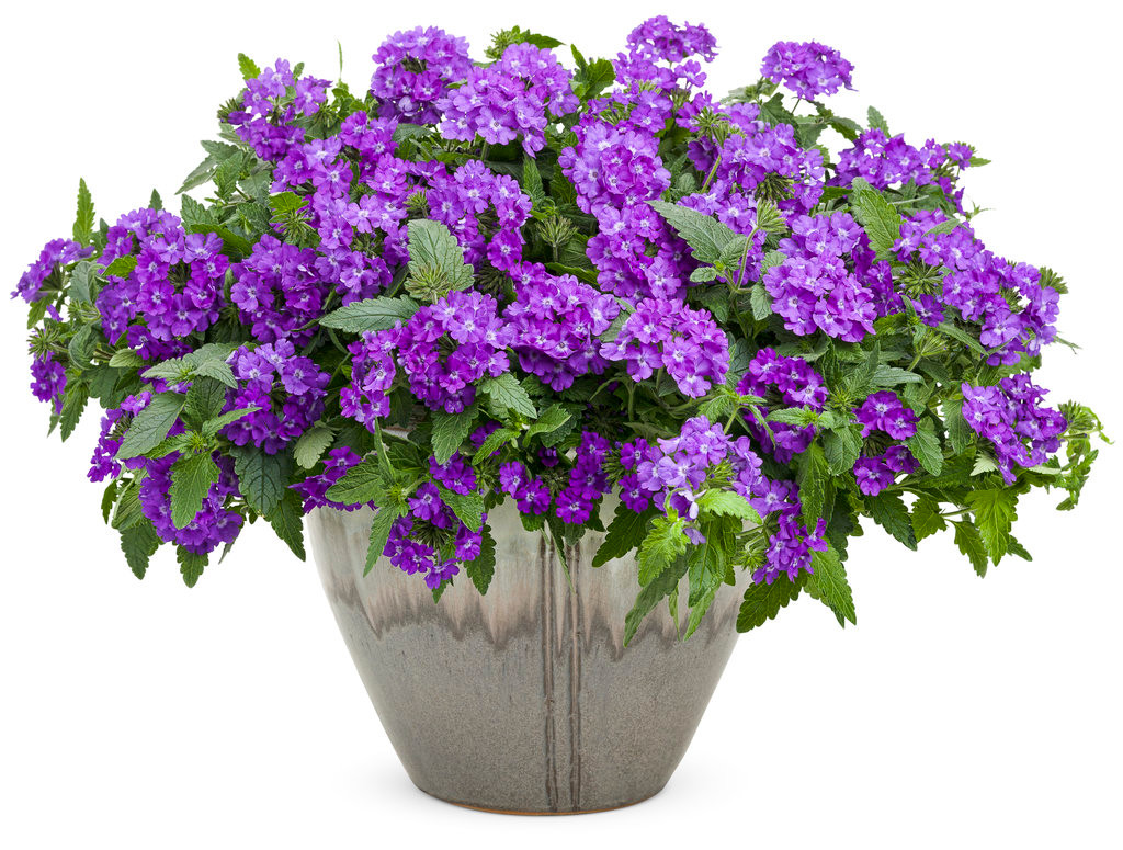 Proven Winners Superbena Verbena Plant