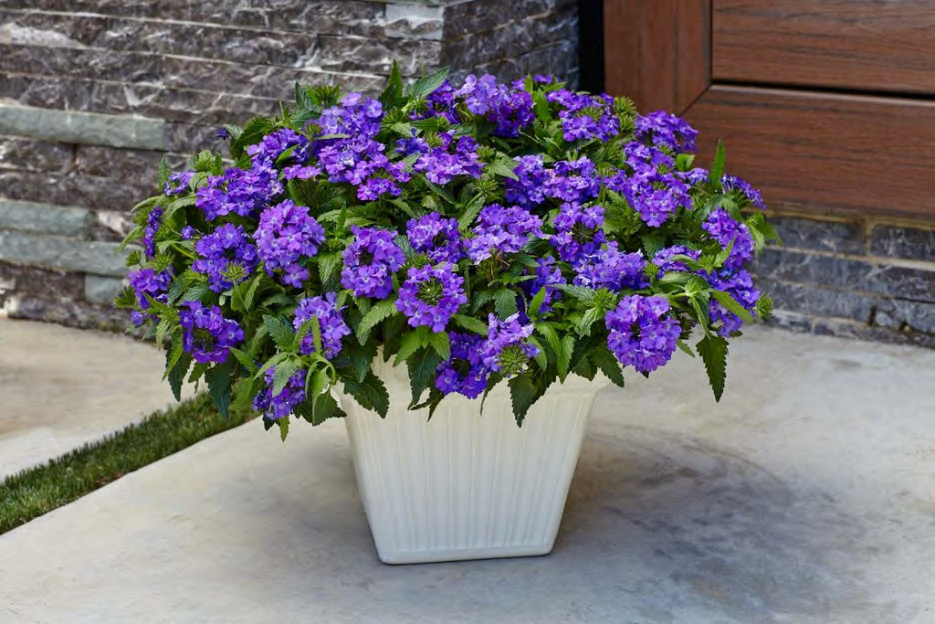Proven Winners Superbena Verbena Plant - Thumbnail 5