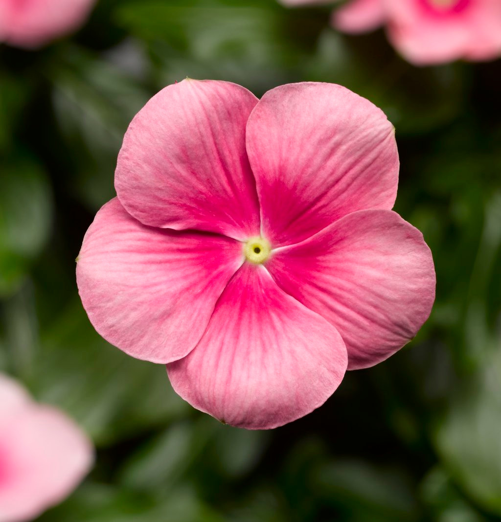 Cora® Cascade Shell Pink® Vinca | Plant Addicts
