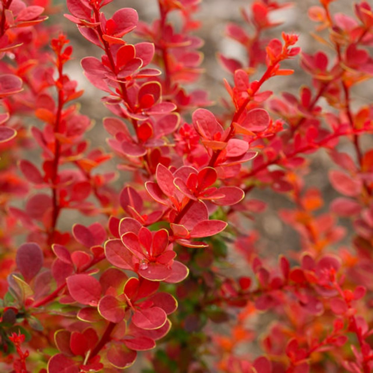 Image of Sunjoy tangelo barberry shrub, close-up of berries