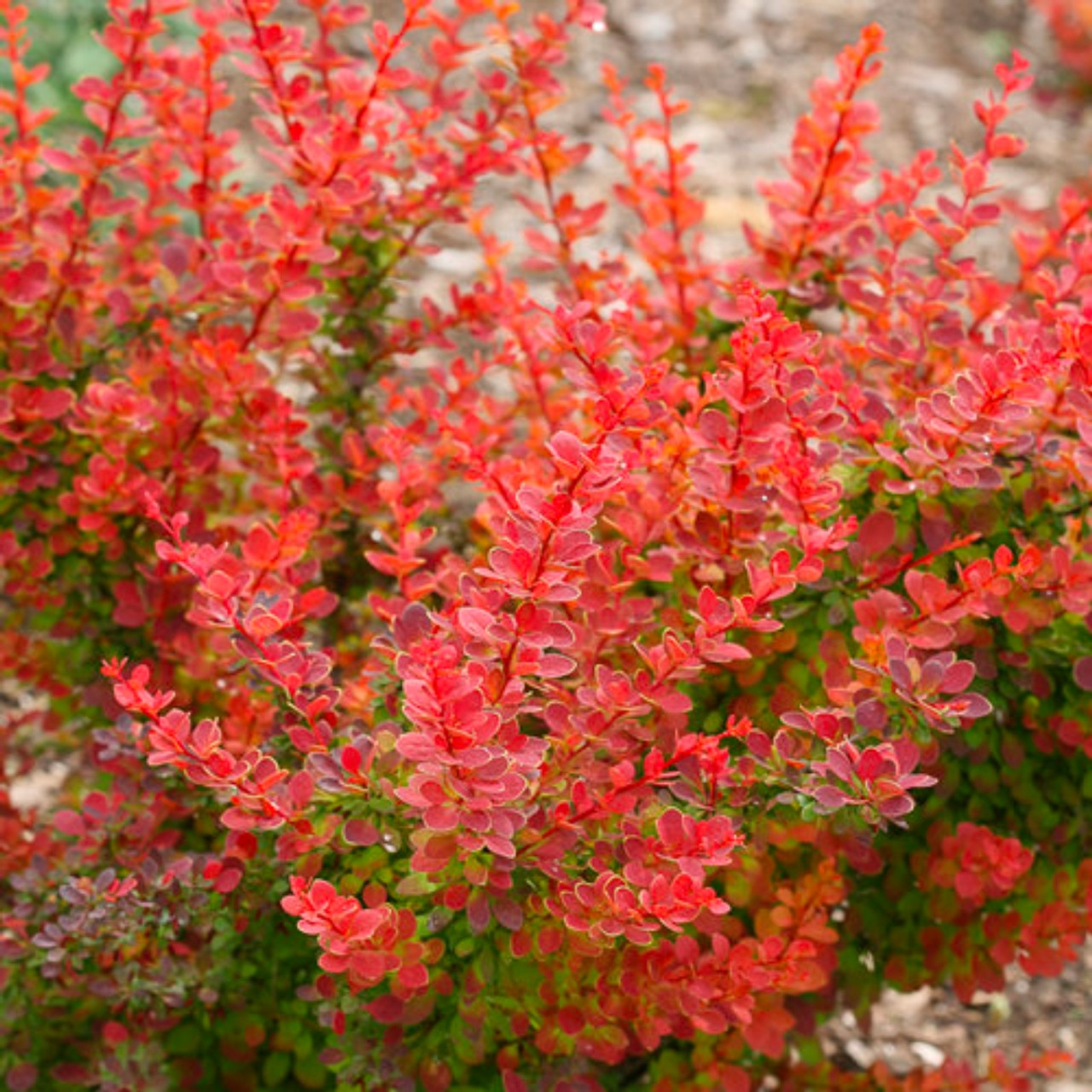 Image of Sunjoy tangelo barberry shrub, in a garden setting