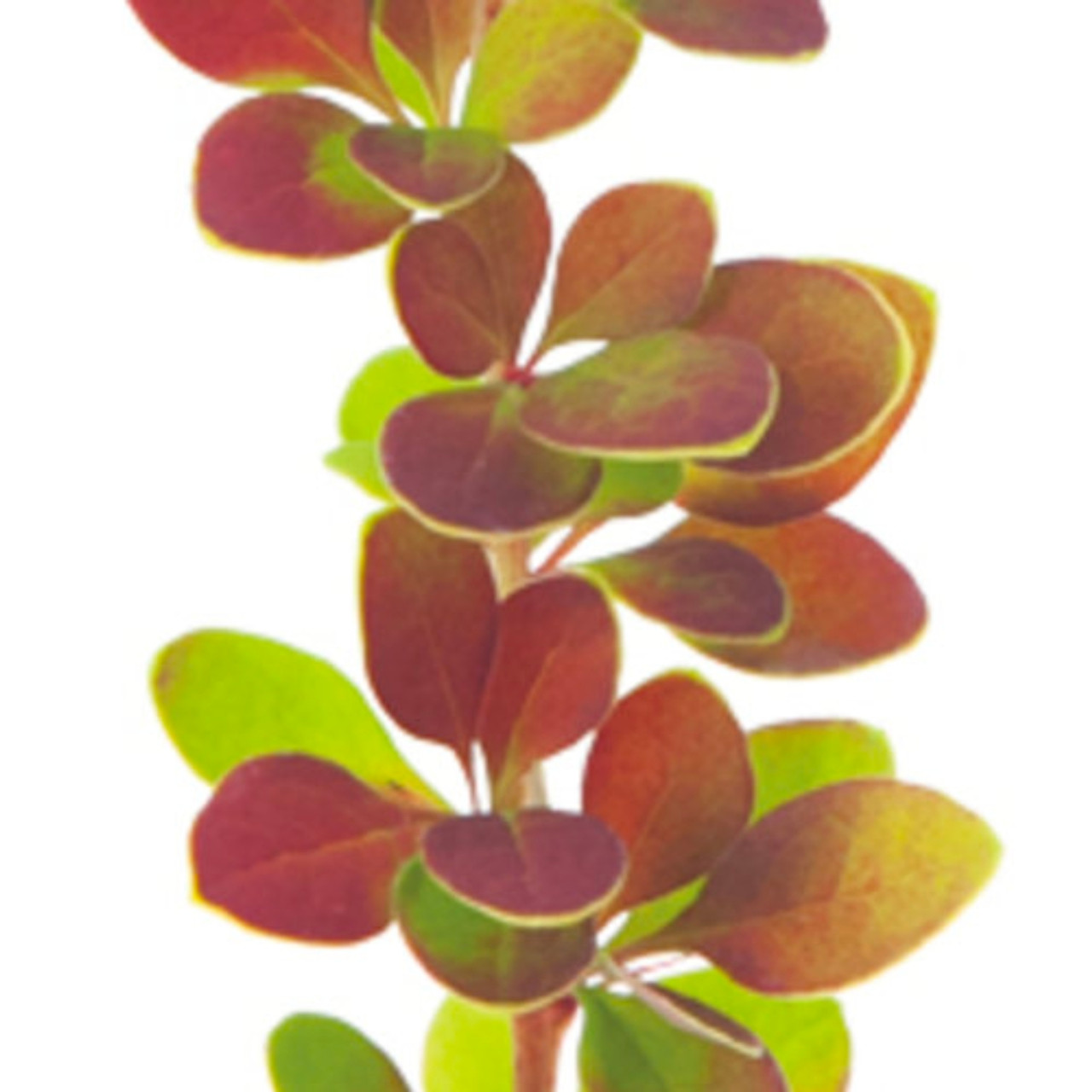 Image of Sunjoy tangelo barberry shrub, close-up of leaves