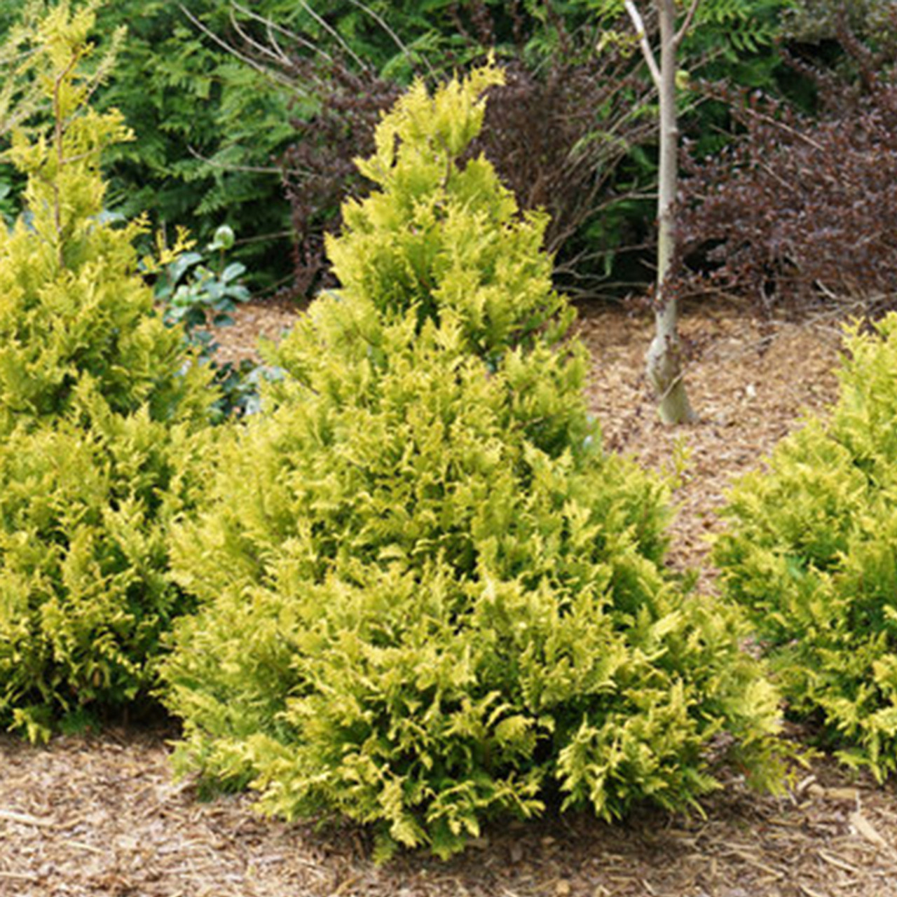 dwarf false cypress shrub