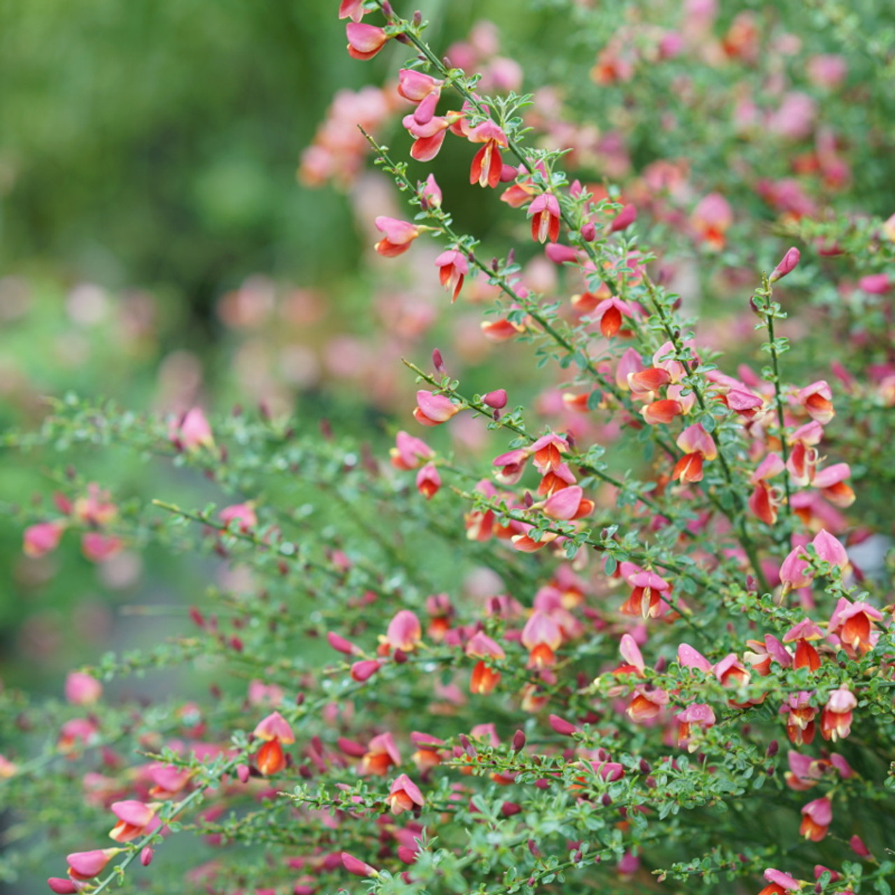 Sister Rosie® Scotch Broom