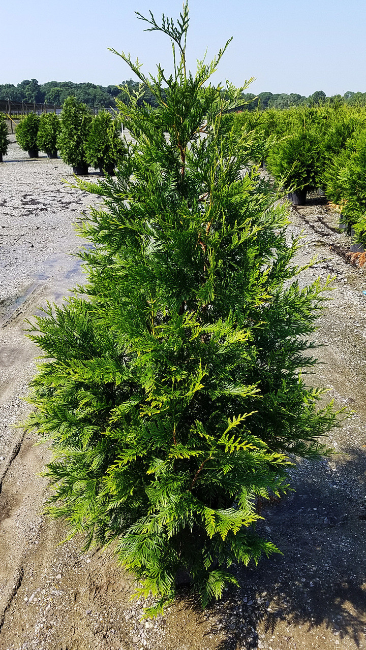 Green Giant Arborvitae