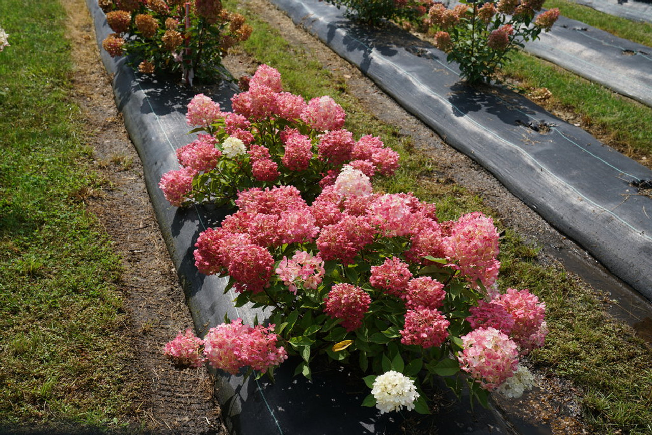 Image of Fire light tidbit hydrangea shrub in fall