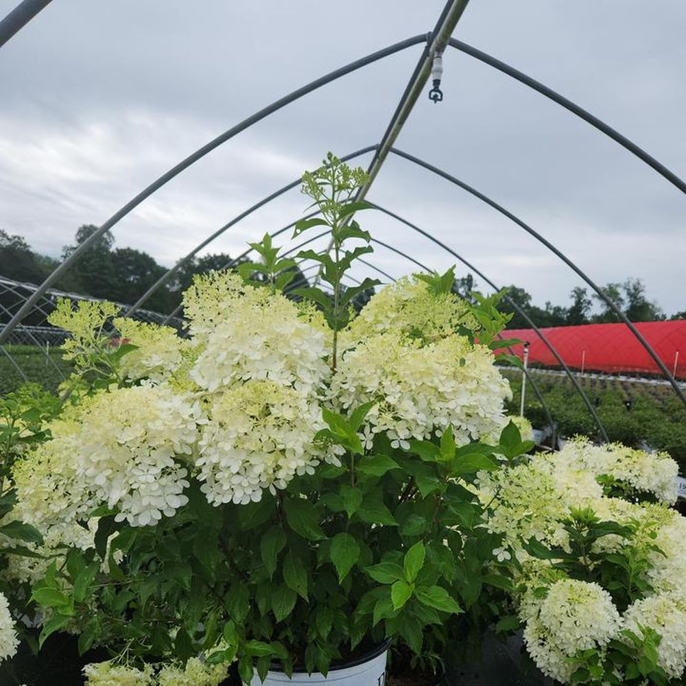 Priming Hydrangea Limelight Prime® Hydrangea | Plant Addicts