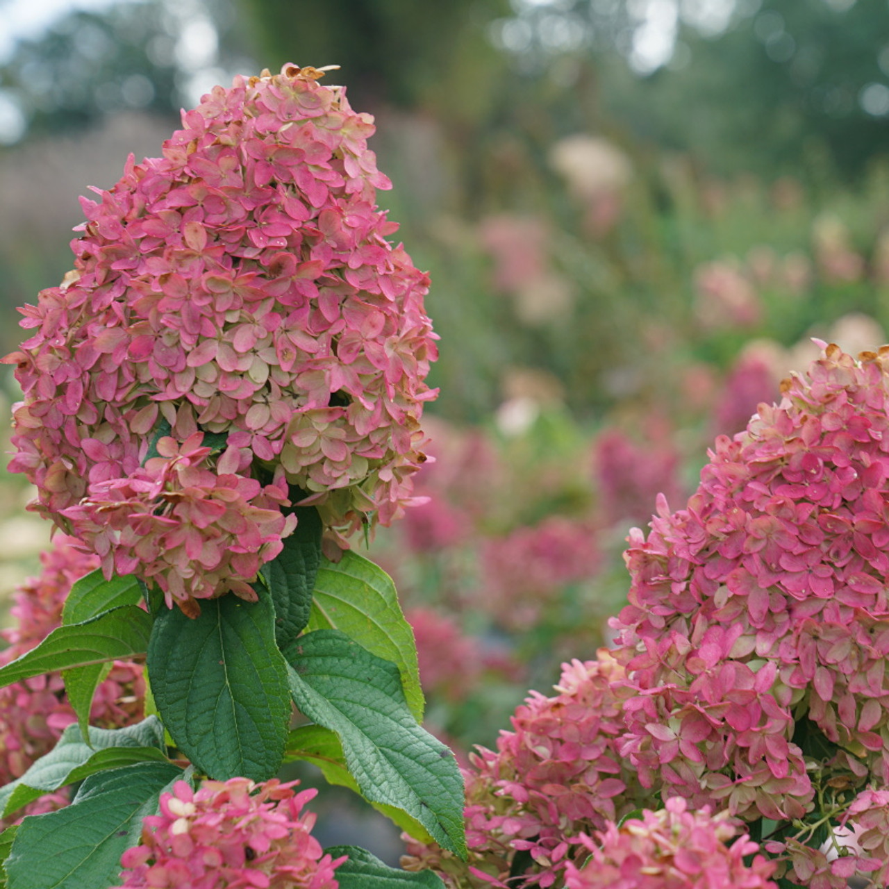 Image of Quick Fire Fab hydrangea close up