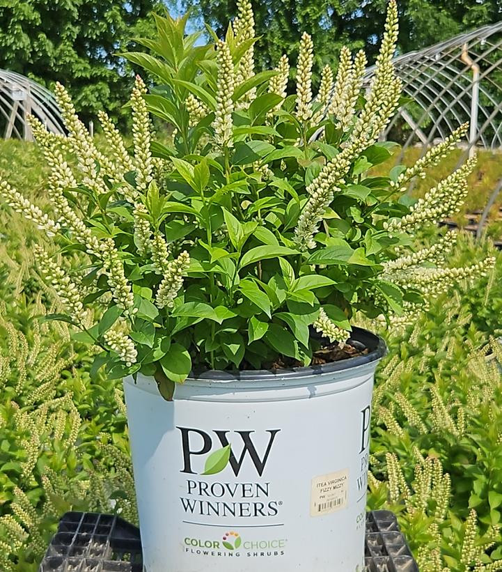 Fizzy Mizzy Sweetspire | Plant Addicts