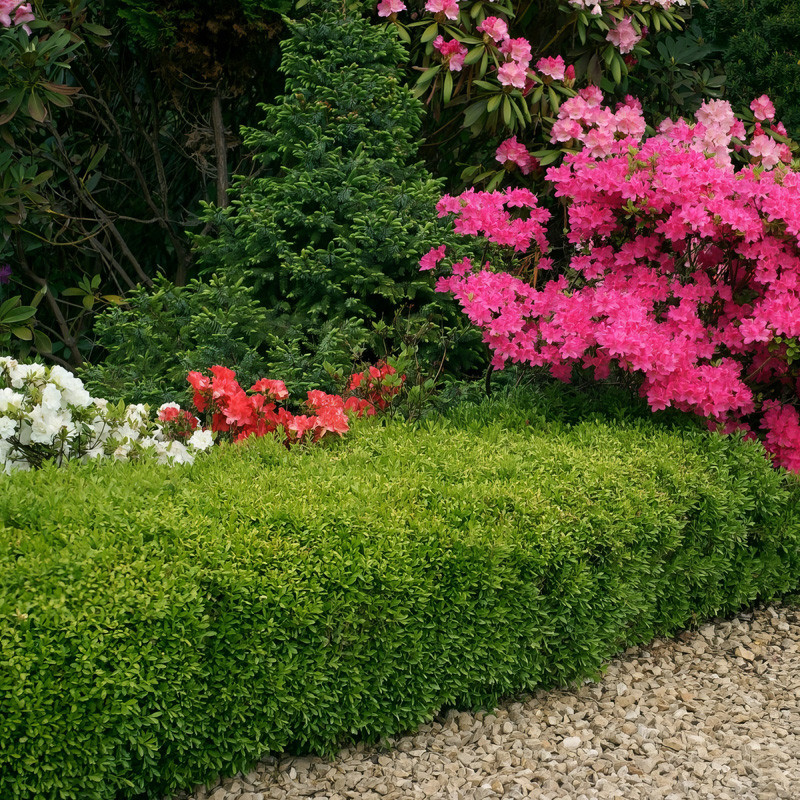 Wintergreen Boxwood - Thumbnail 3