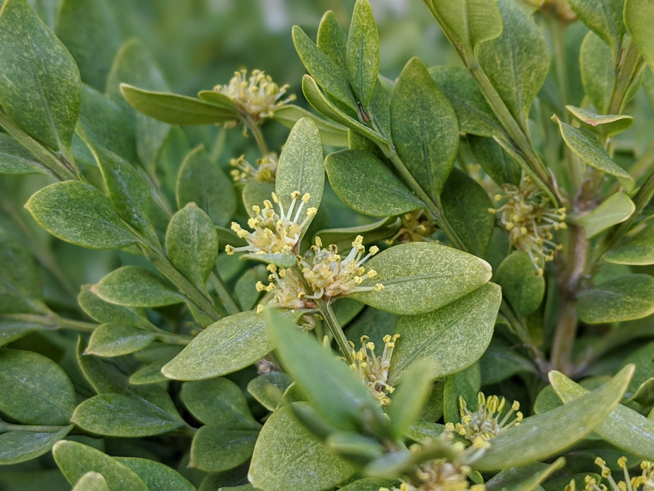 Wintergreen Boxwood - Thumbnail 4