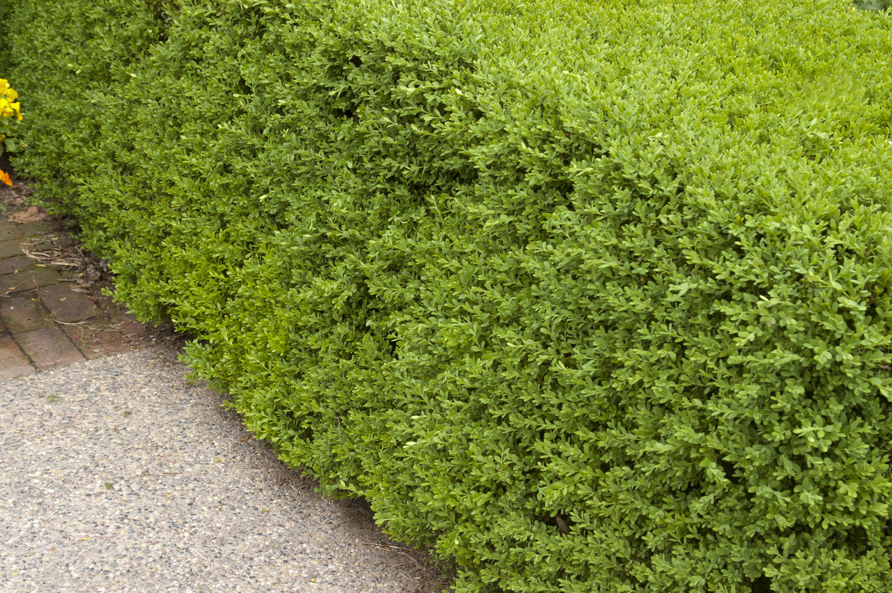 Wintergreen Boxwood - Thumbnail 5