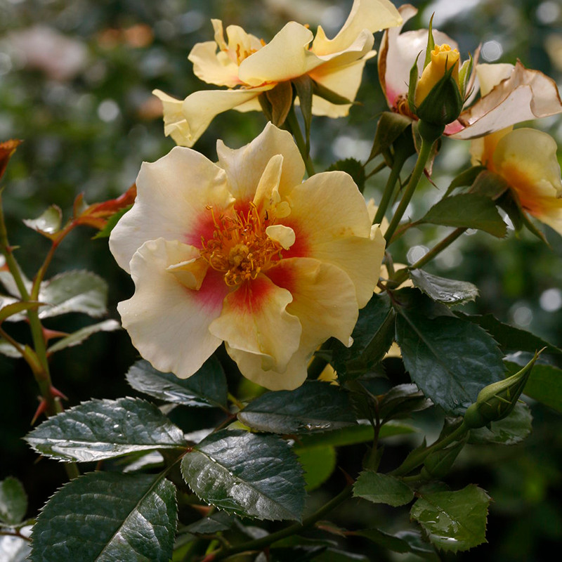 Ringo® Rose | Plant Addicts