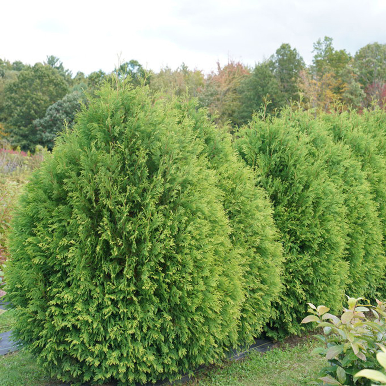 Online Best choice Guaranteed 100 Authentic lowest prices around Thuja