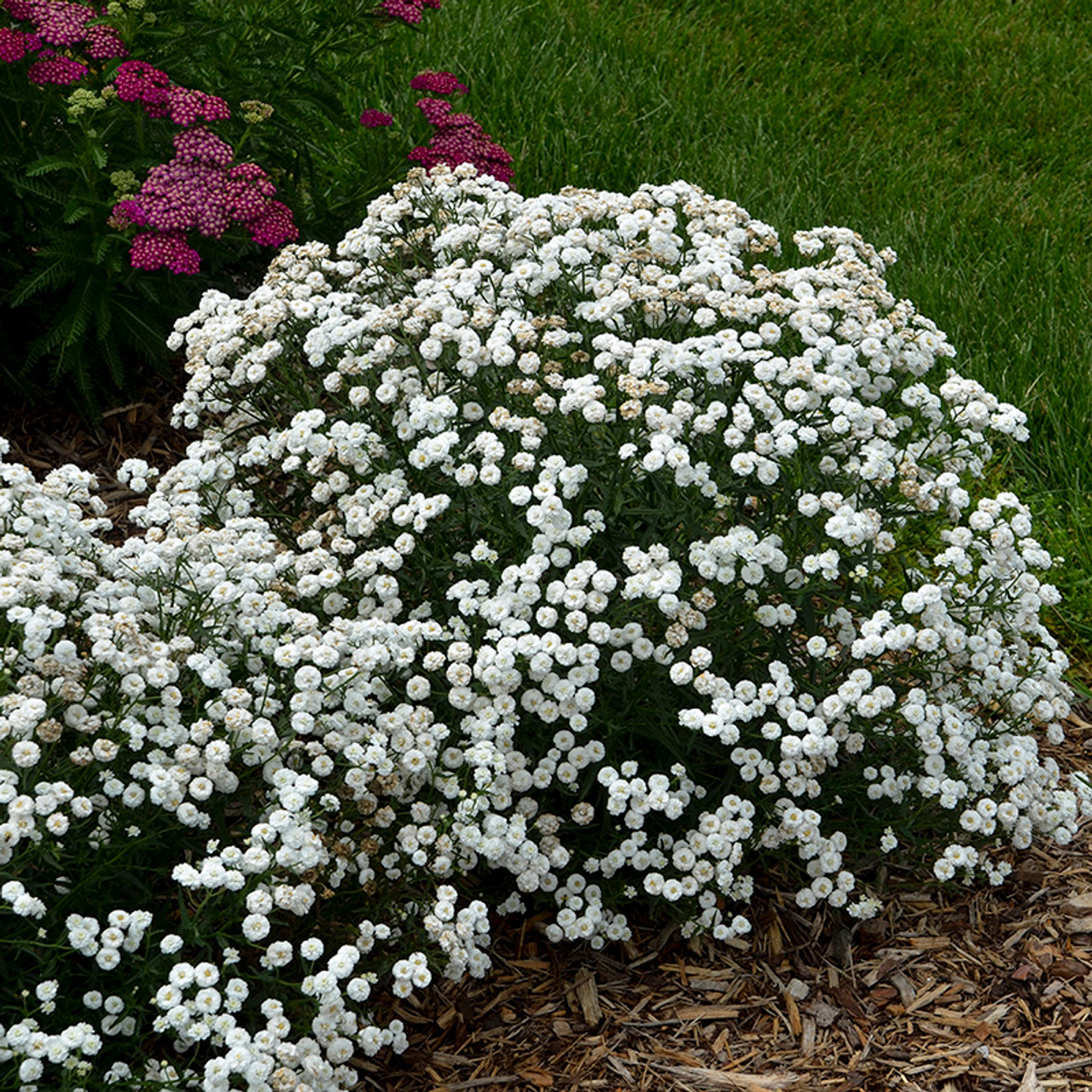 Peter Cottontail Yarrow Addicts