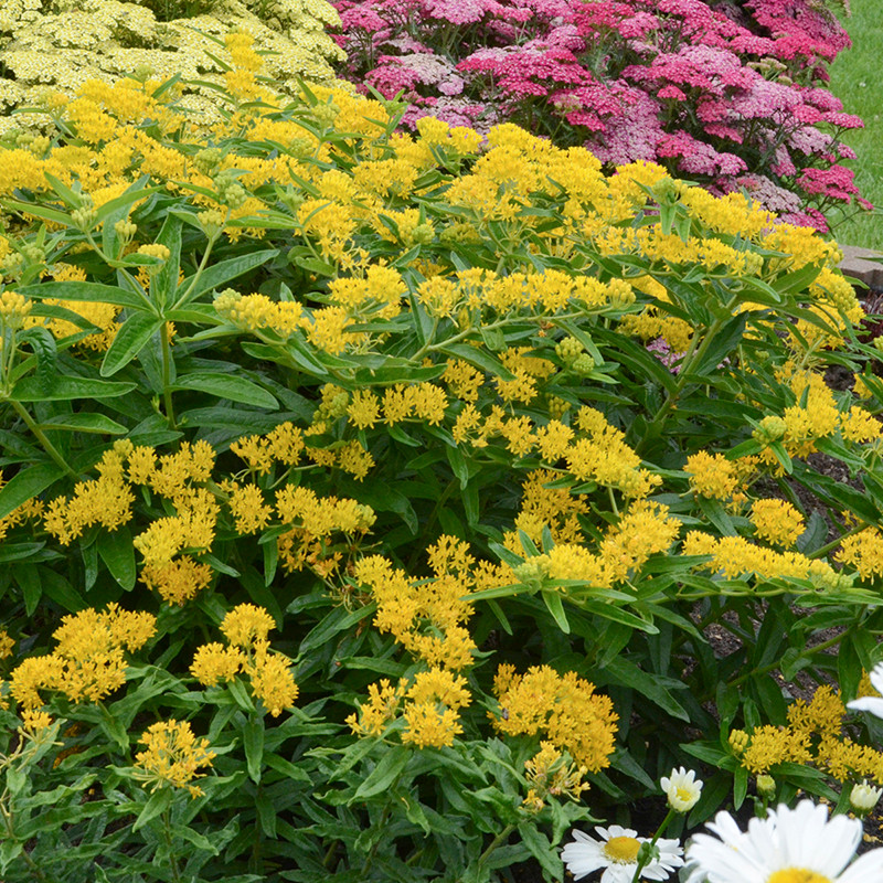 American Beauties Native Plants Hello Yellow Butterfly Milkweed