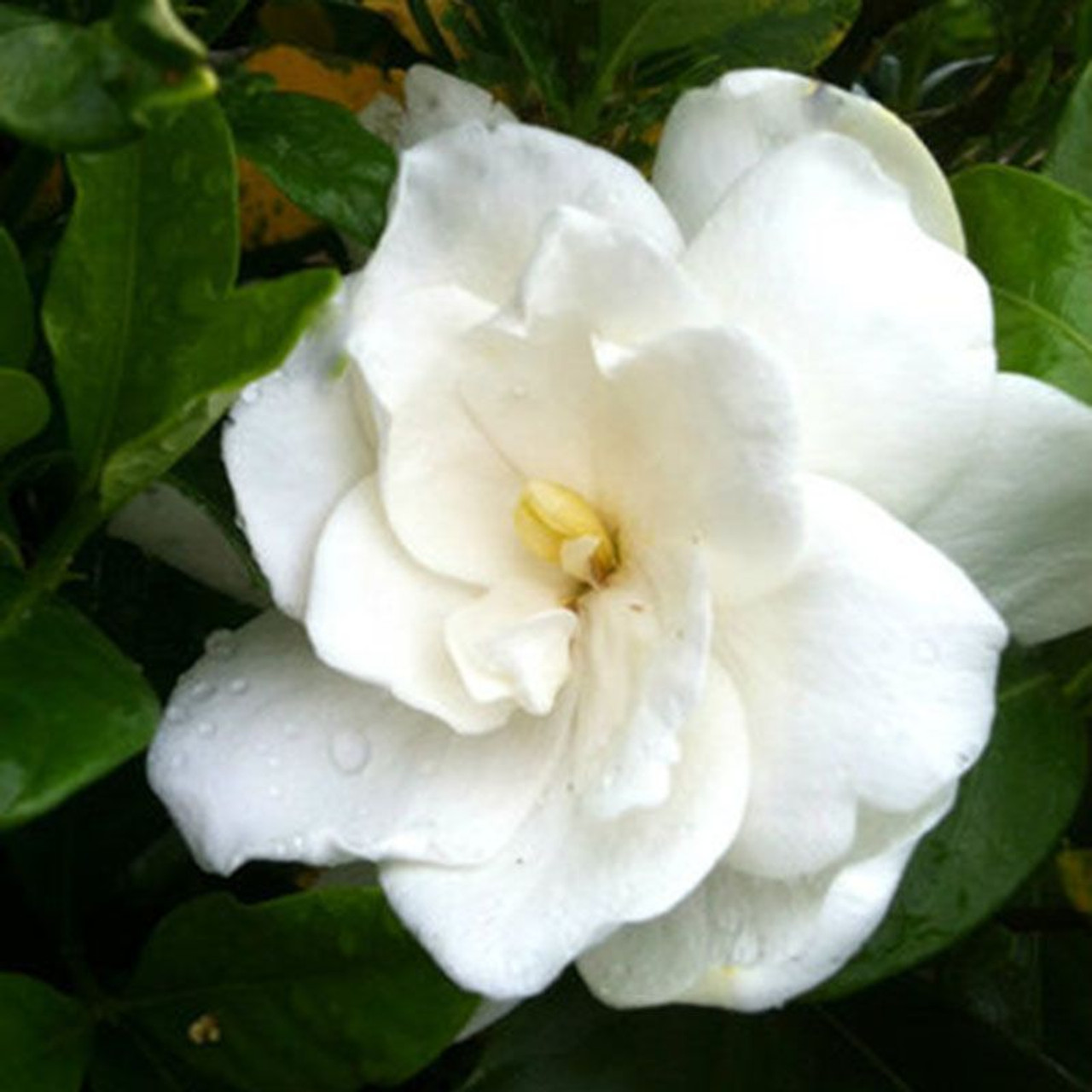 August Beauty Gardenia | PlantAddicts.com