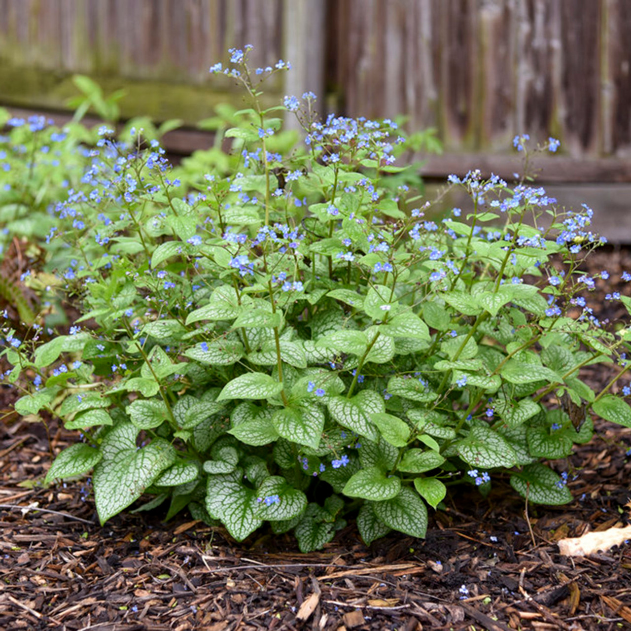 Jack of Diamonds Heartleaf | Plant Addicts