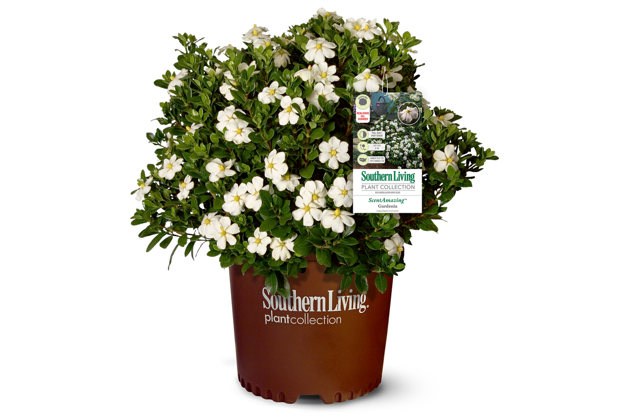 ScentAmazing Gardenia - Thumbnail 3
