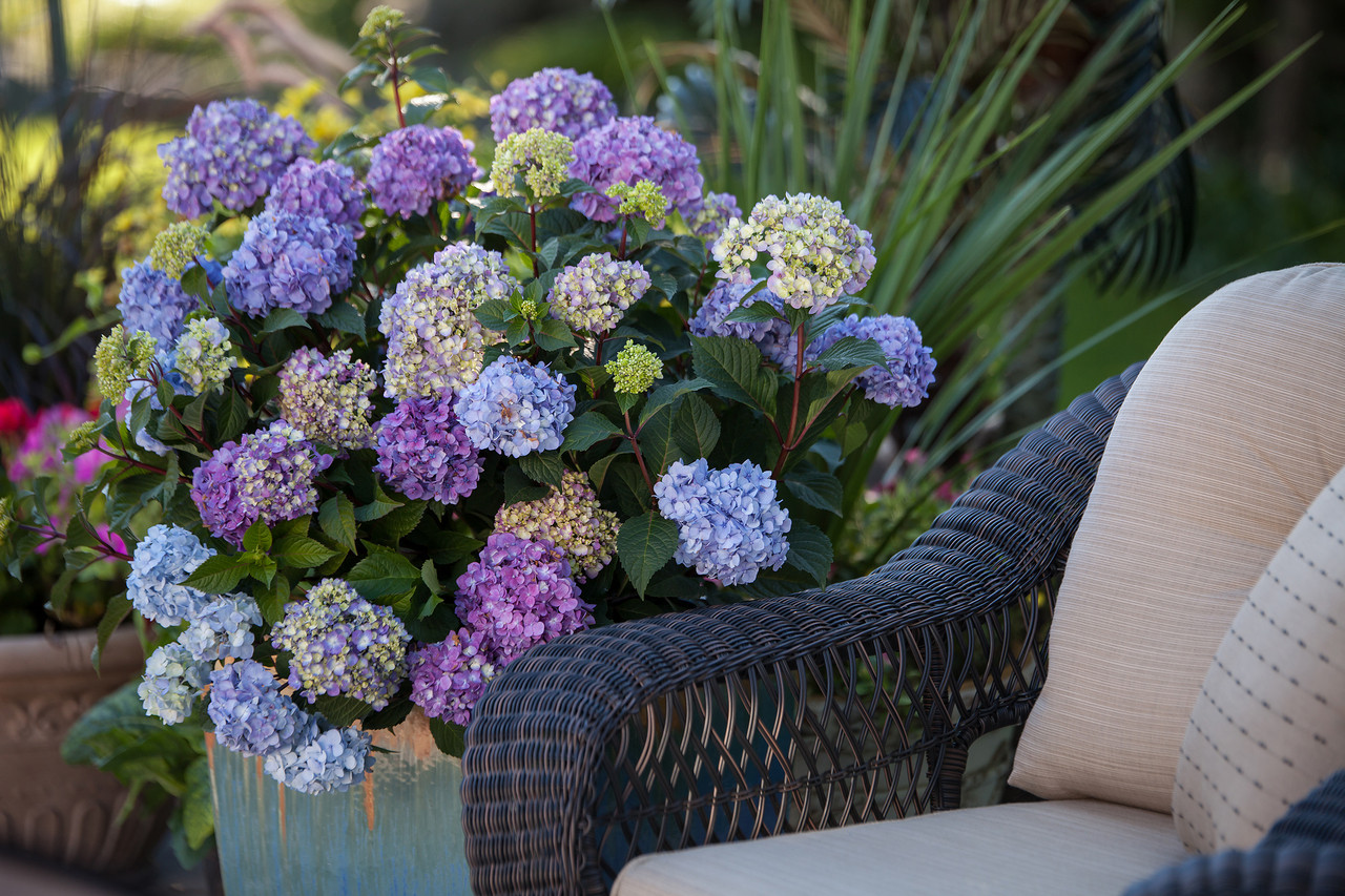 Endless Summer Bloomstruck Hydrangea
