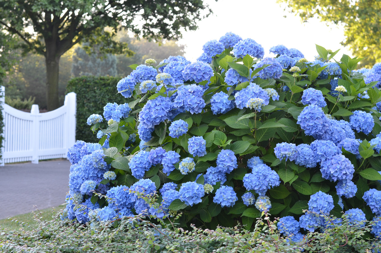 Image of Endless Summer Hydrangea with Blue Blooms