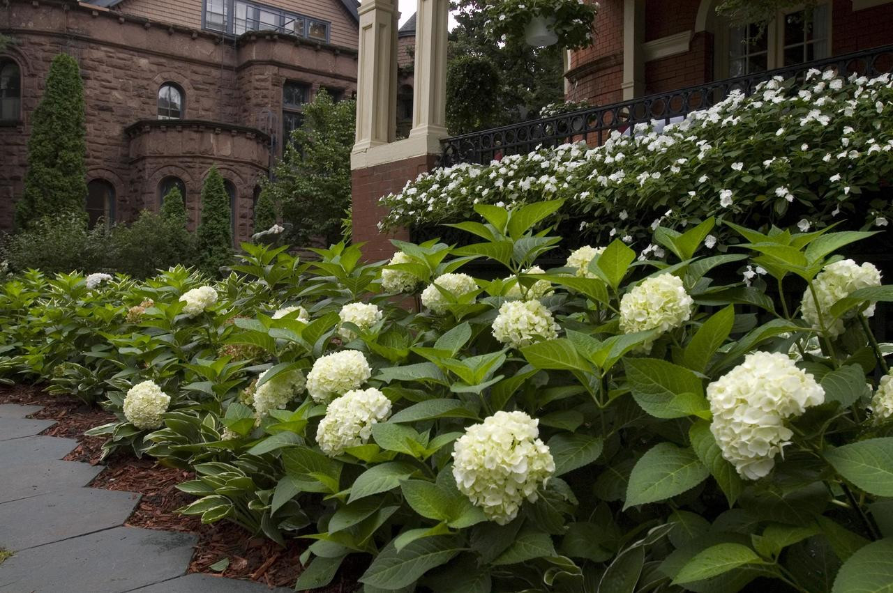 Image of Endless Summer Hydrangea The Bride in a landscape