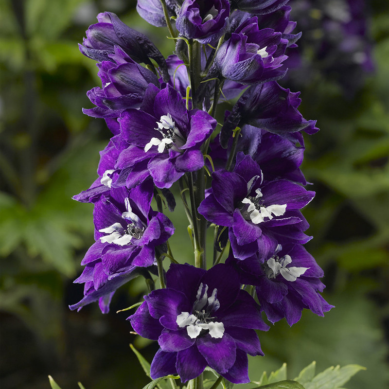 Delphina Dark Blue White Bee Larkspur | Plant Addicts