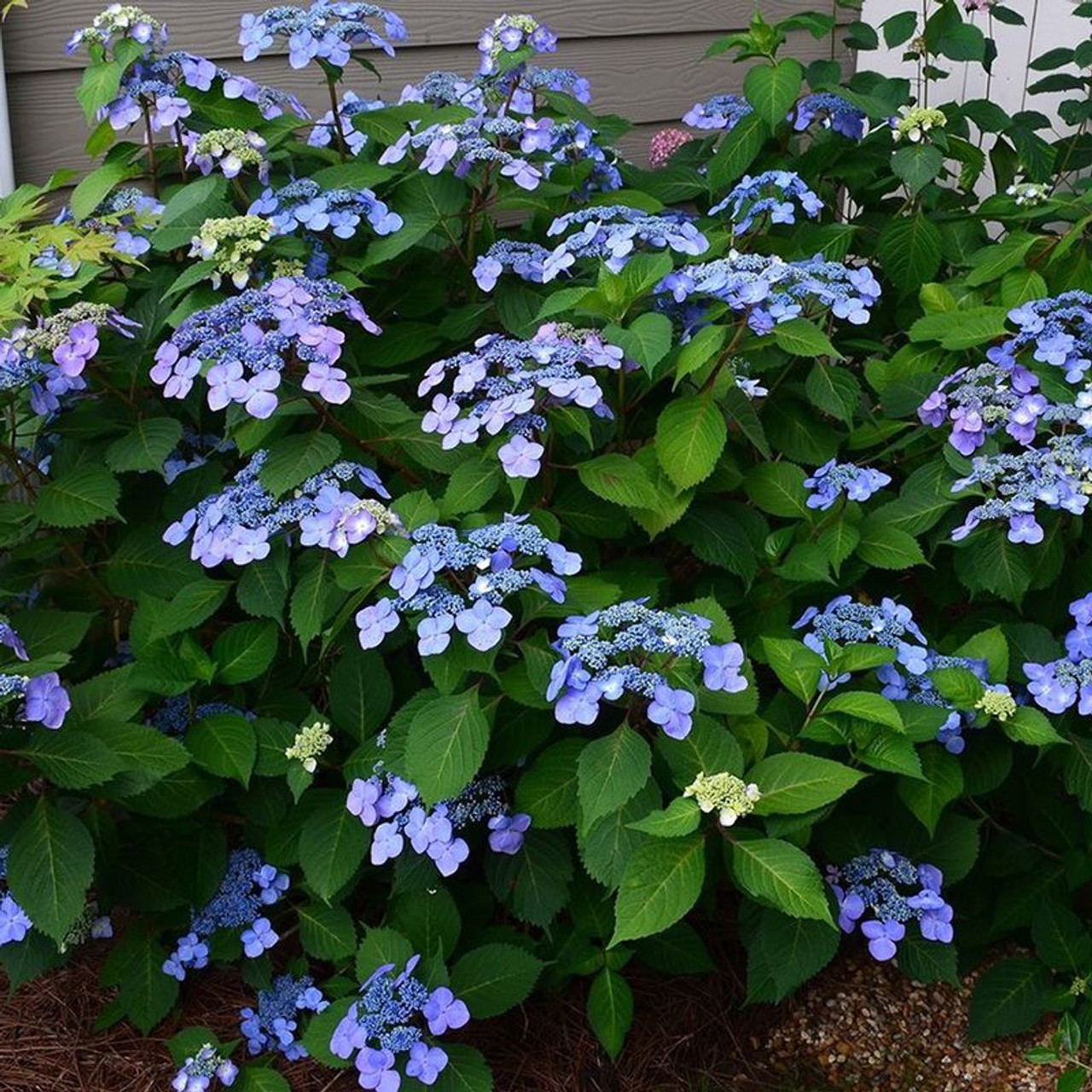 Image of Hostas and Twist and Shout Hydrangeas