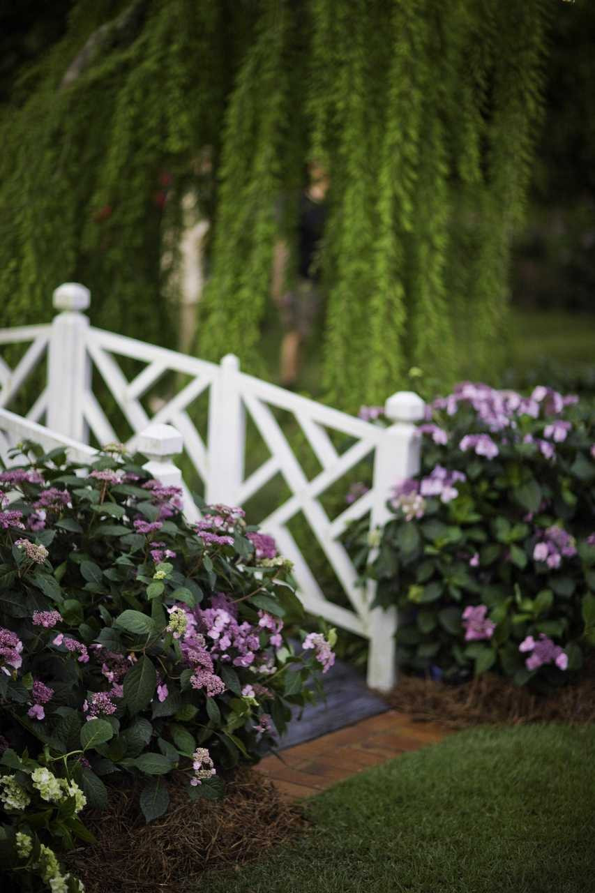 Endless Summer Twist N Shout Hydrangea Plantaddicts Com