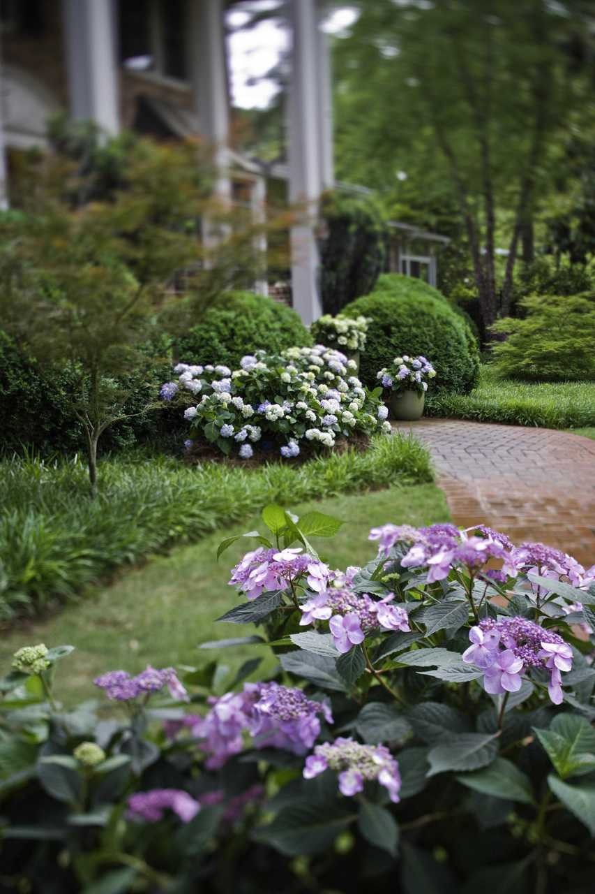 Endless Summer Twist N Shout Hydrangea Plantaddicts Com